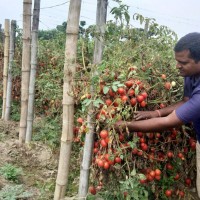 किसानहरुको बेहाल, व्यापारी मालामाल ।