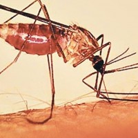 सुदूरपश्चिम प्रदेश औलोको सबैभन्दा जोखिममा ।