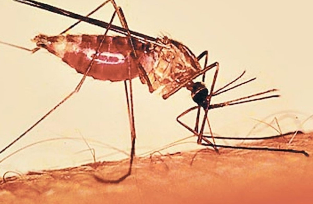 सुदूरपश्चिम प्रदेश औलोको सबैभन्दा जोखिममा ।